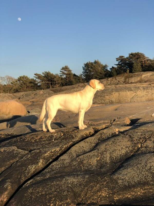 Hund - Labradoren Fridah