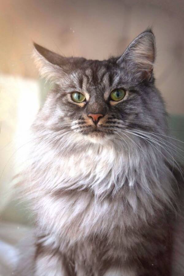 Katt
