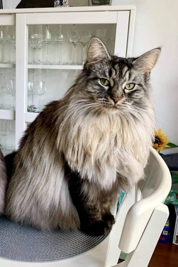 Katt