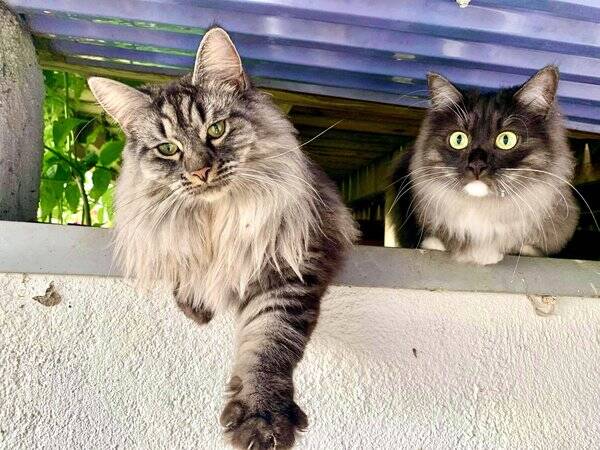Katt
