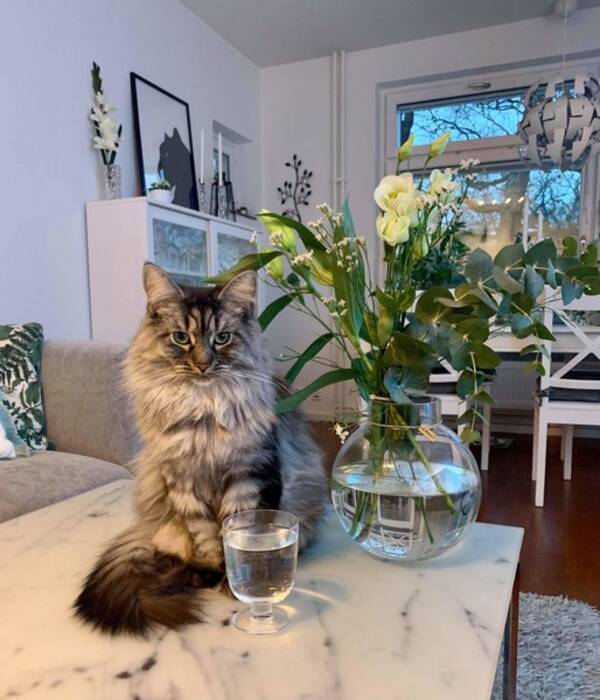 Katt