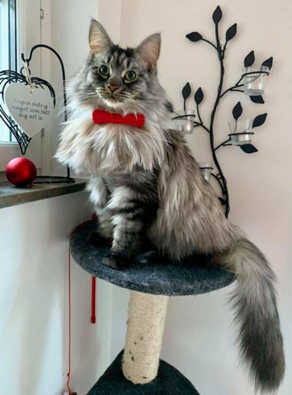 Katt