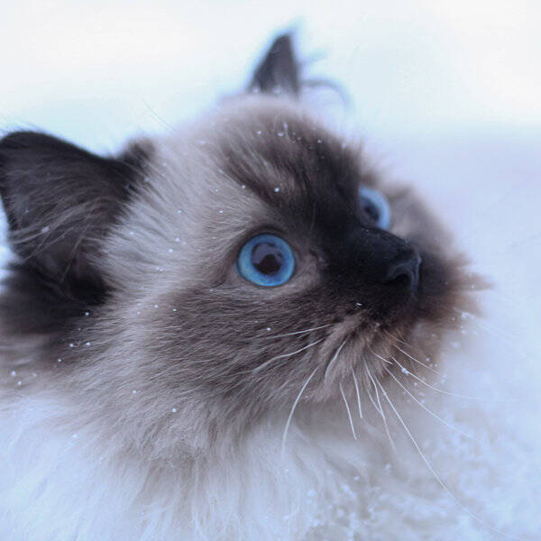 Katt