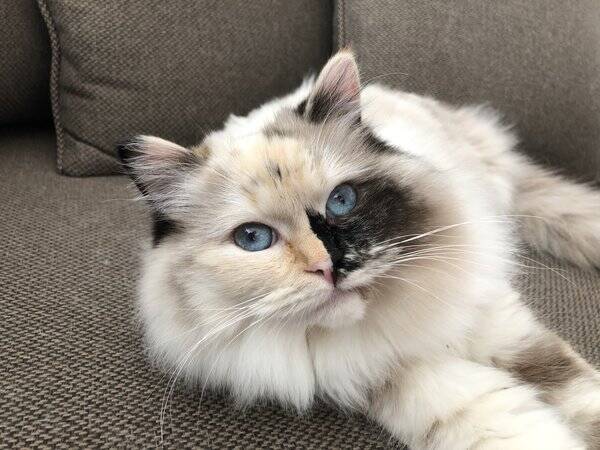 Katt
