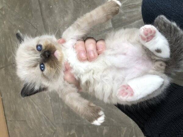 Katt