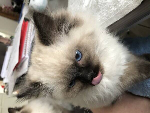 Katt