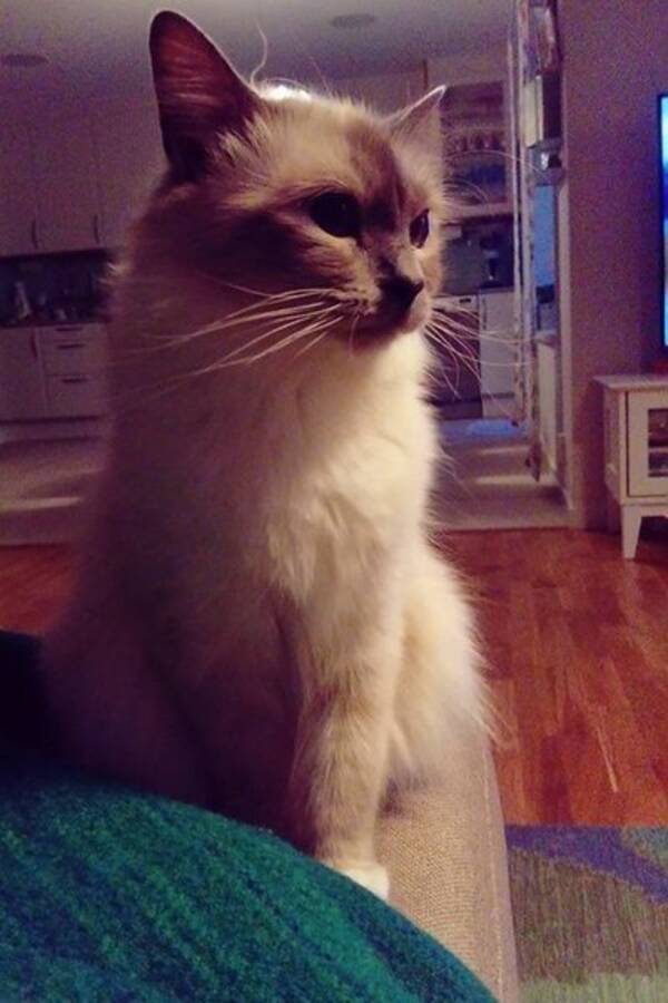 Katt
