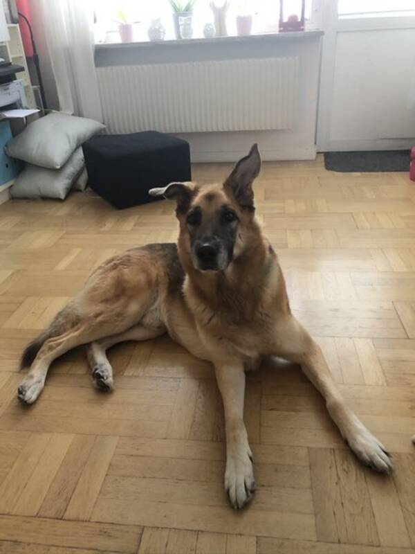 Hund