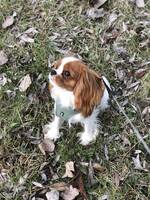 Cavalier Ciara Cavalier Ciara