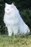Maine Coon Nimbus Maine Coon Nimbus