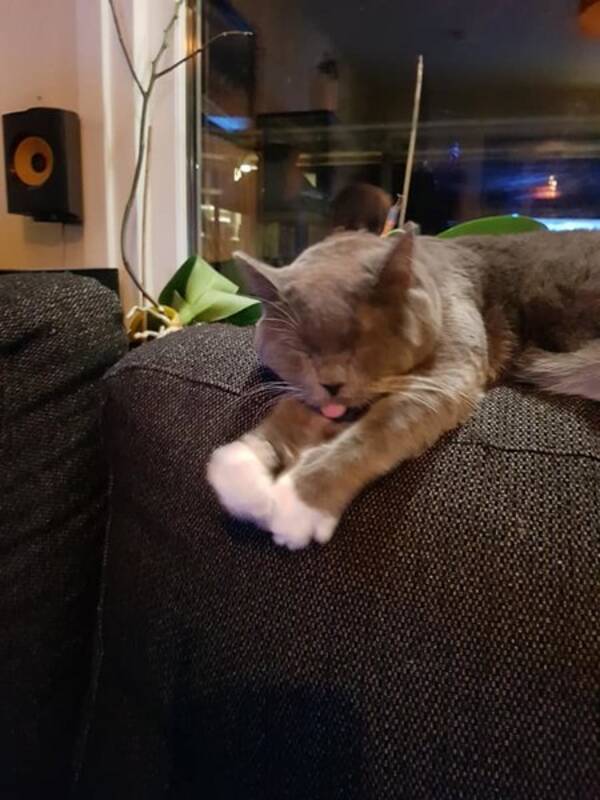 Katt Katt