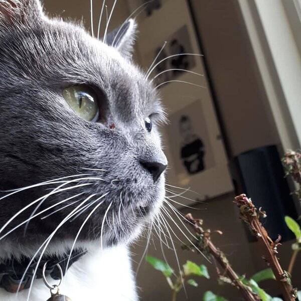 Katt Katt