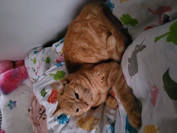 Katt Katt