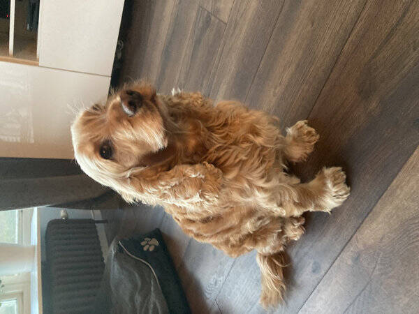 Hund