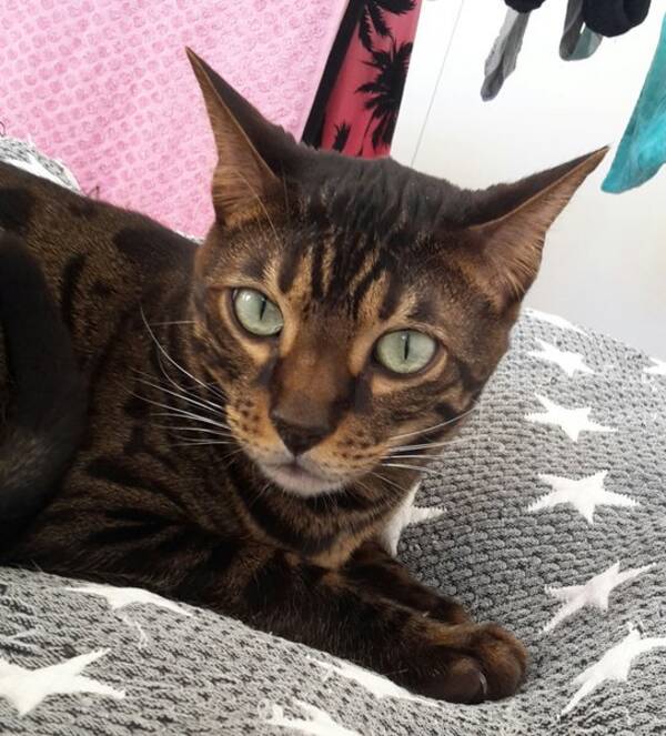 Katt