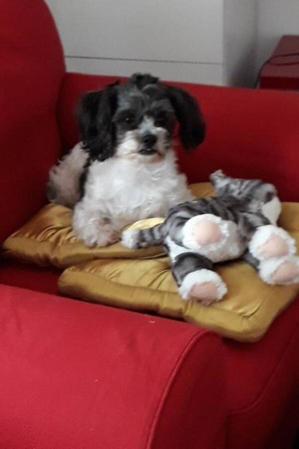 Hund Hund