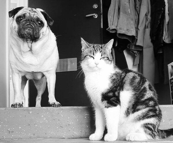 Hund