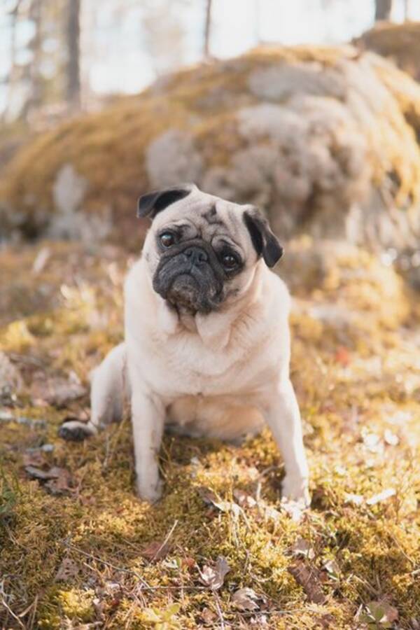 Hund
