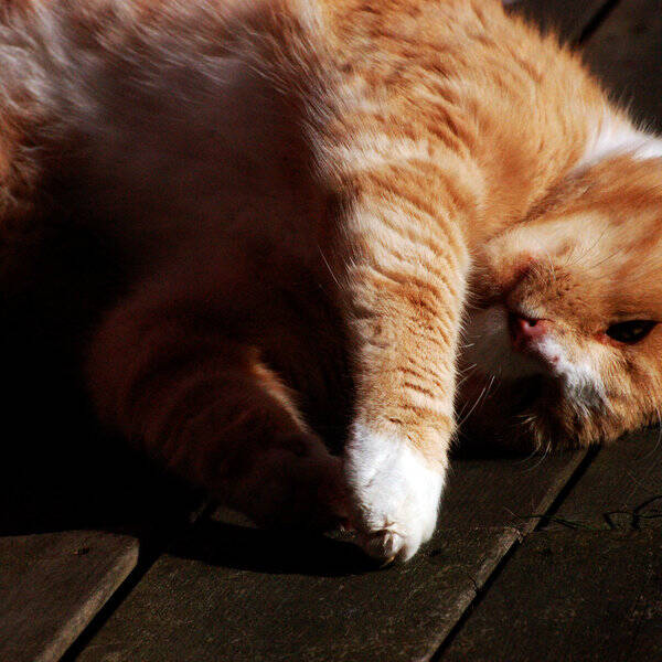 Katt