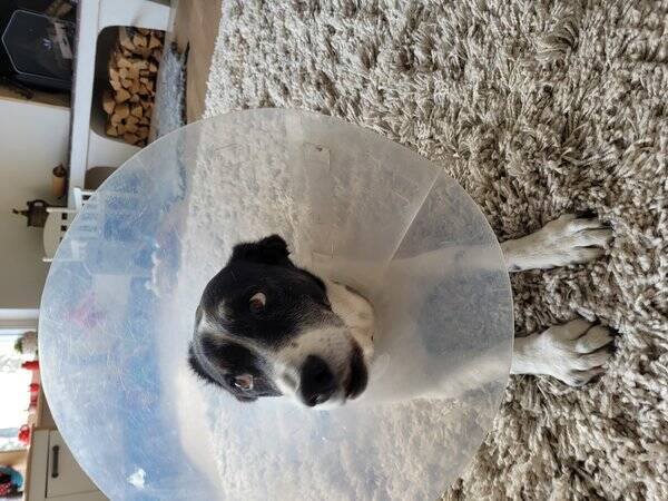 Hund