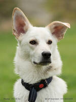 Gatukorsning Gatukorsning