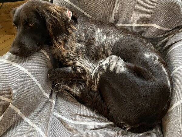 Hund