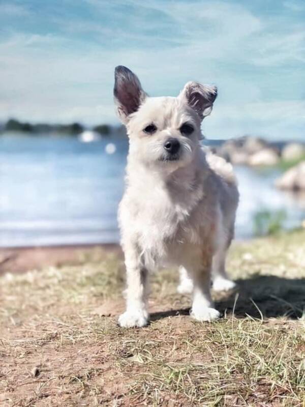 Hund
