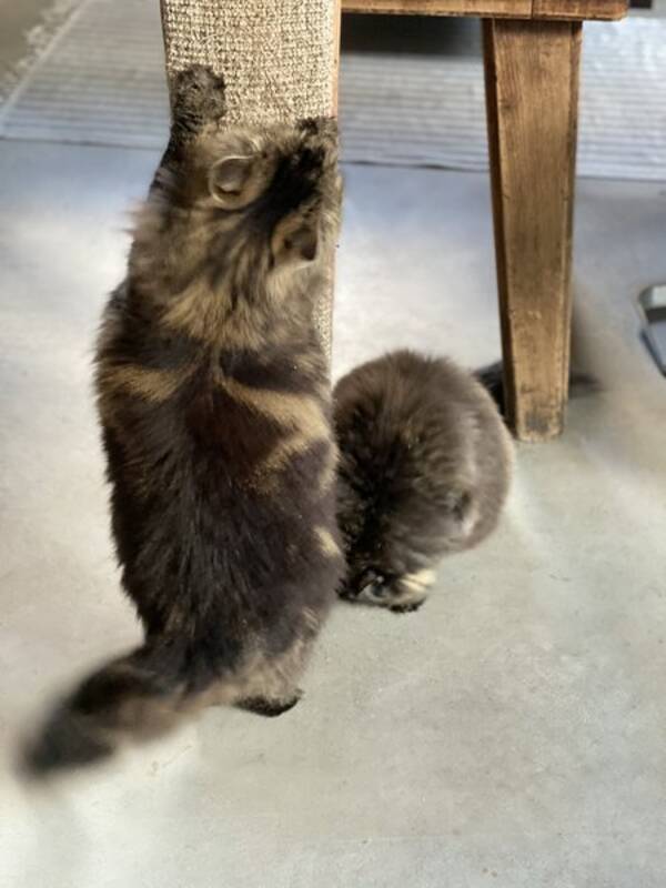 Katt
