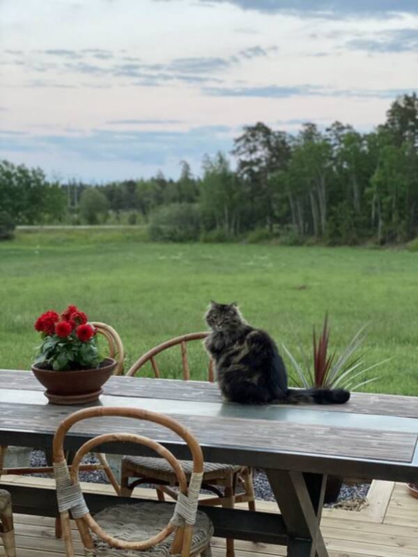 Katt