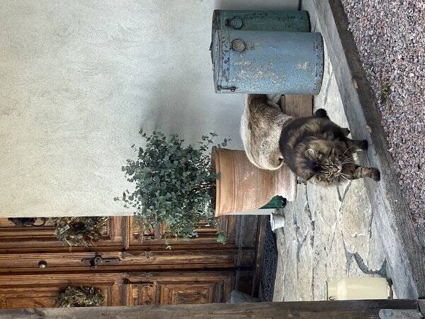 Katt