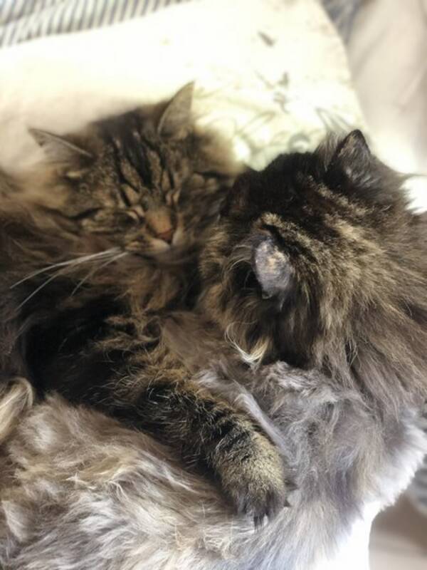 Katt