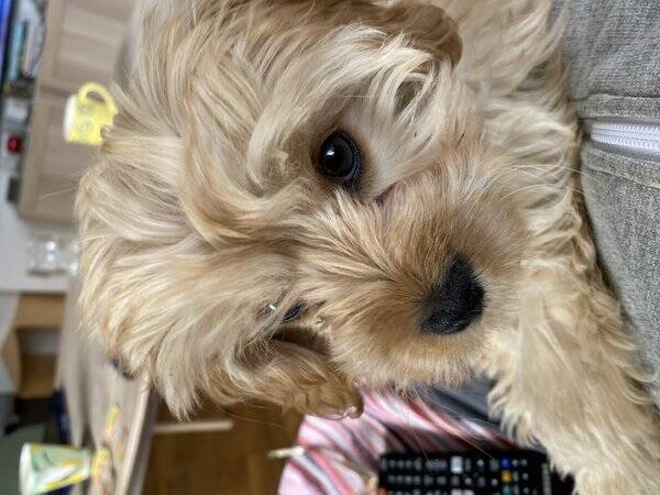 Hund