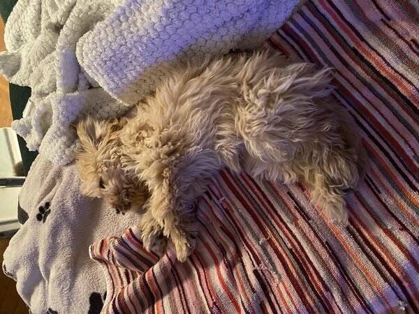 Hund