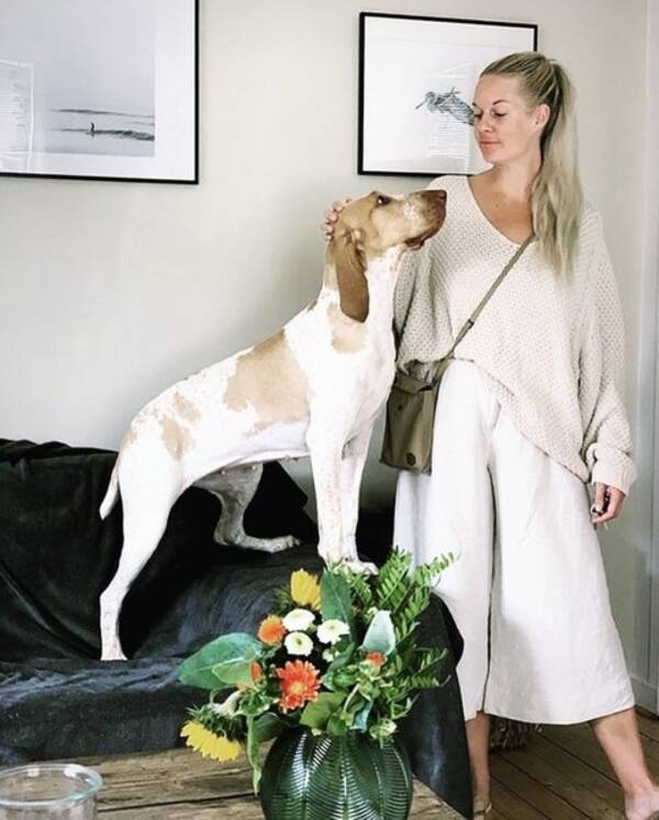 Hund