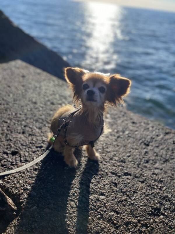 Hund