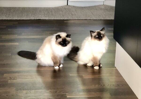 Katt Katt