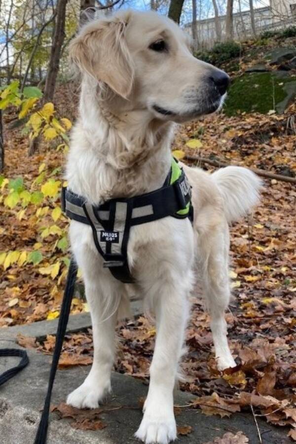 Hund