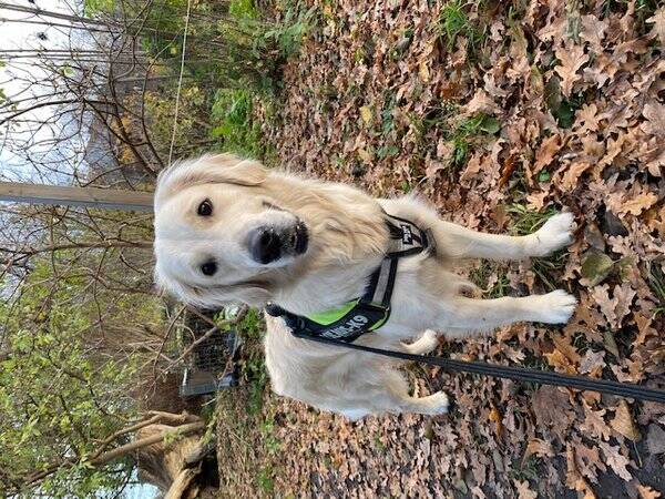 Hund