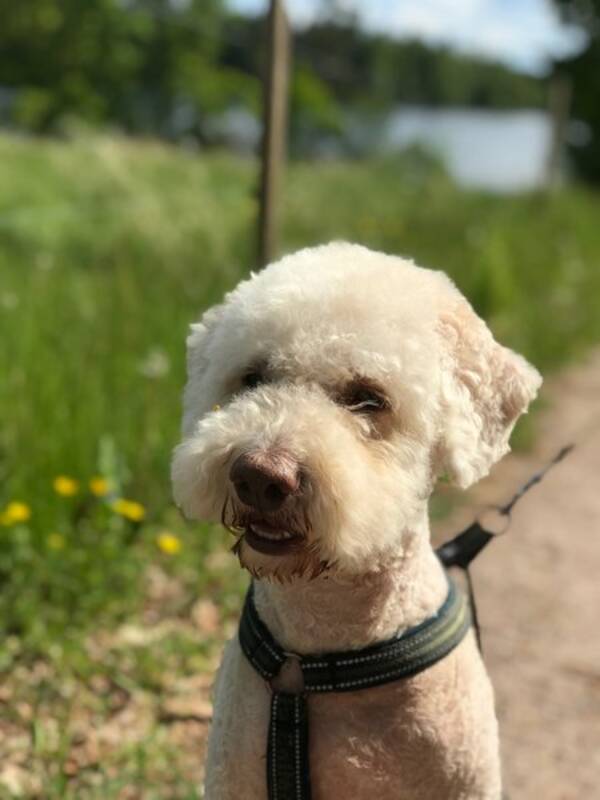 Hund