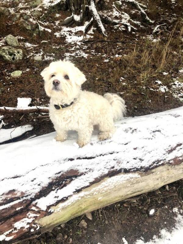 Hund