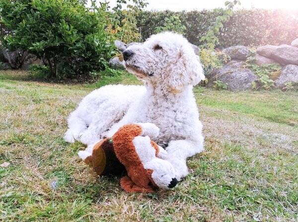 Hund