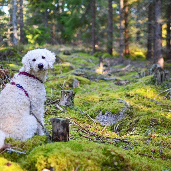 Hund