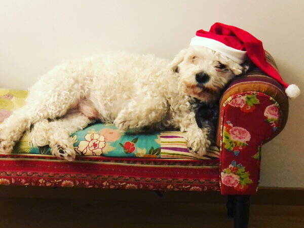 Hund