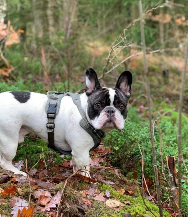 Hund