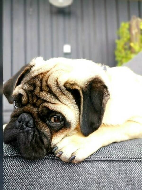 Hund