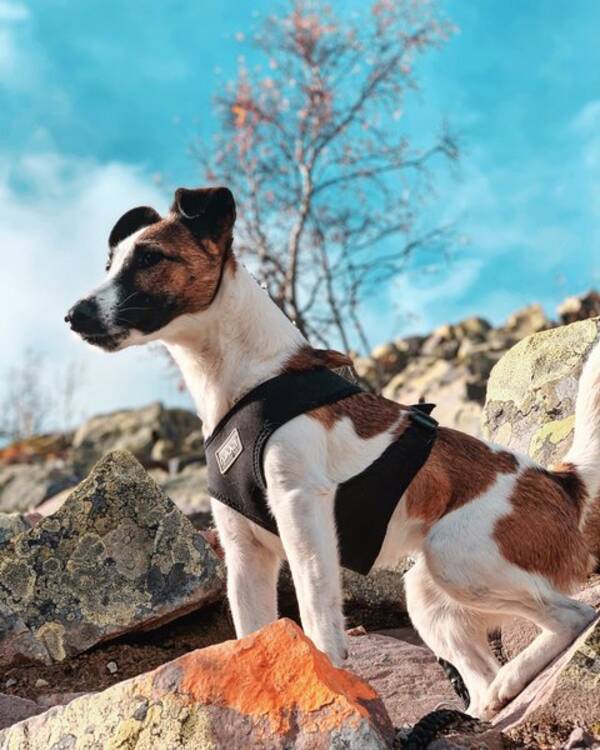 Hund