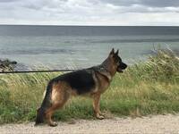 Hund Hund