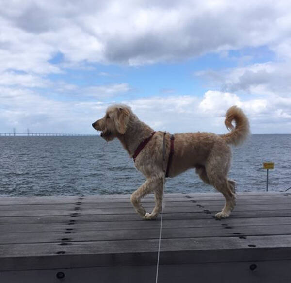 Hund