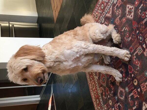 Hund