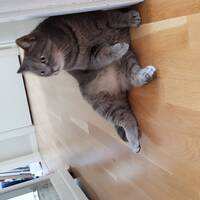 Huskatt Fiffi Huskatt Fiffi